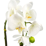 46cm Artificial Orchid White with Silver Pot-1