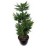 60cm Artificial Tropical Yukka in Planter-4