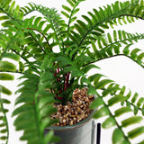 40cm Artificial Fern with Ceramic Planter & Stand-6