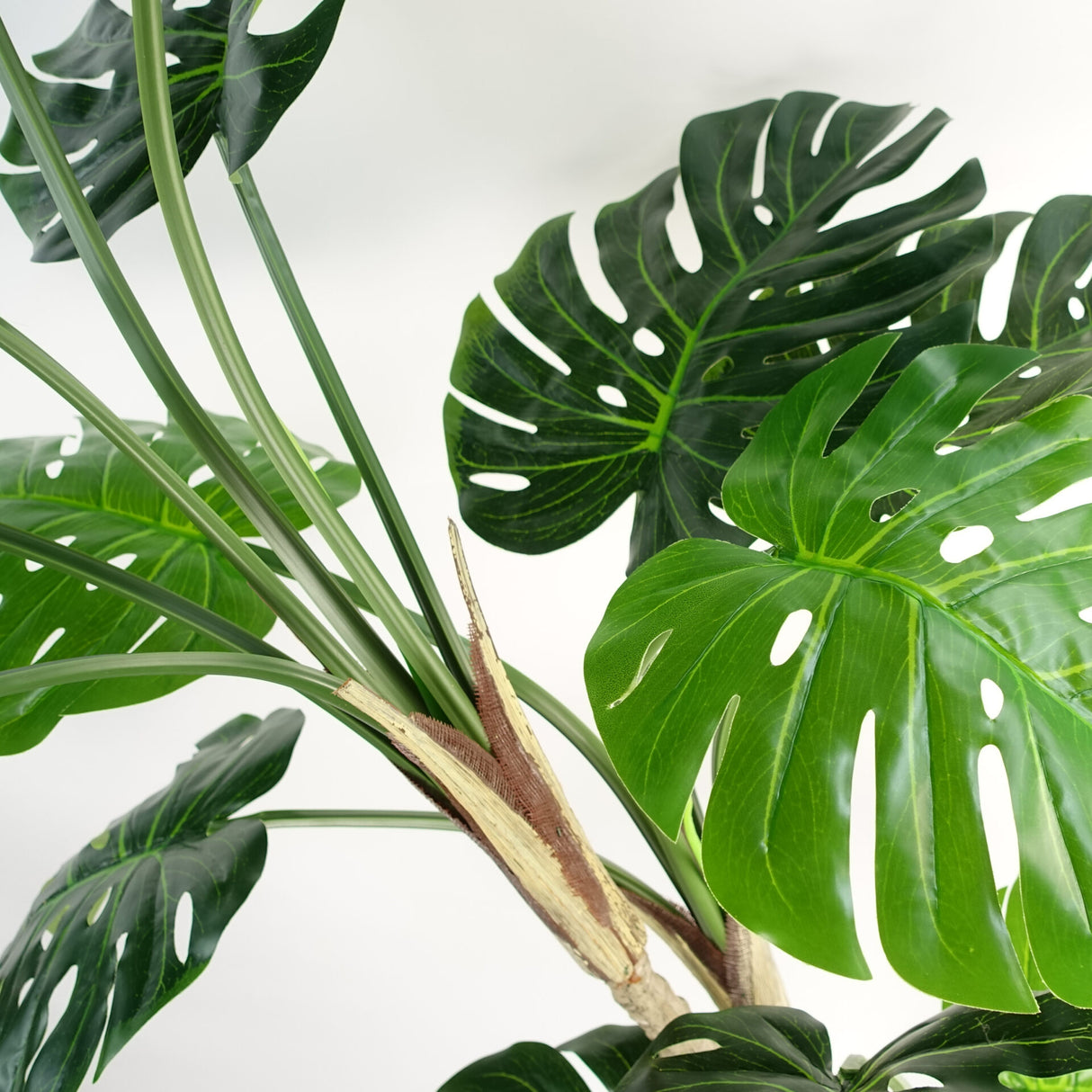 150cm (5ft) Luxury Monstera Plant Black Pot-4