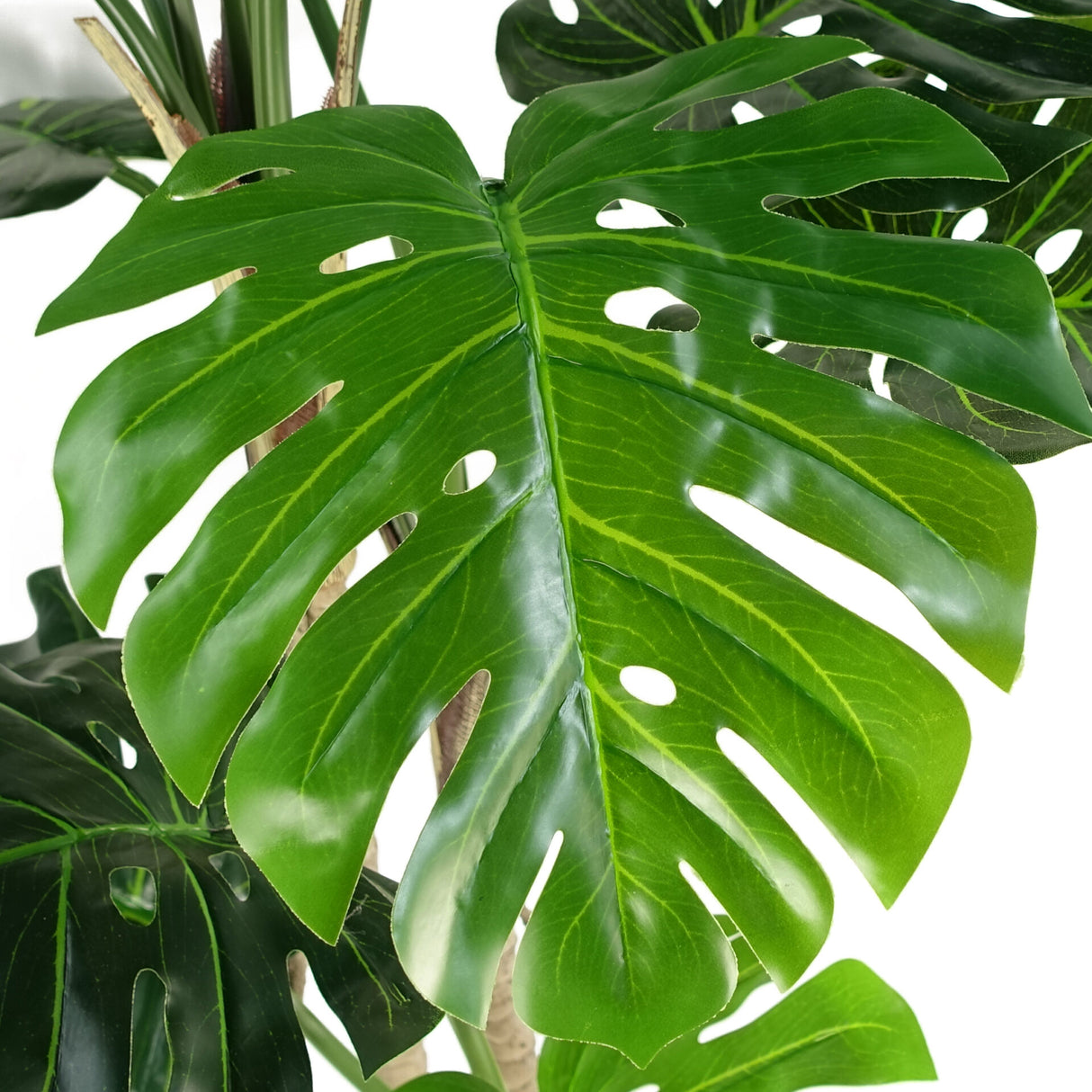 150cm (5ft) Luxury Monstera Plant Black Pot-2