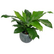 60cm Bushy Large Artificial Bird's Nest Fern Plant-0