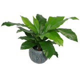 60cm Bushy Large Artificial Bird's Nest Fern Plant-0