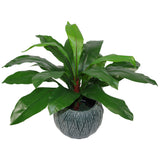 60cm Bushy Large Artificial Bird's Nest Fern Plant-1