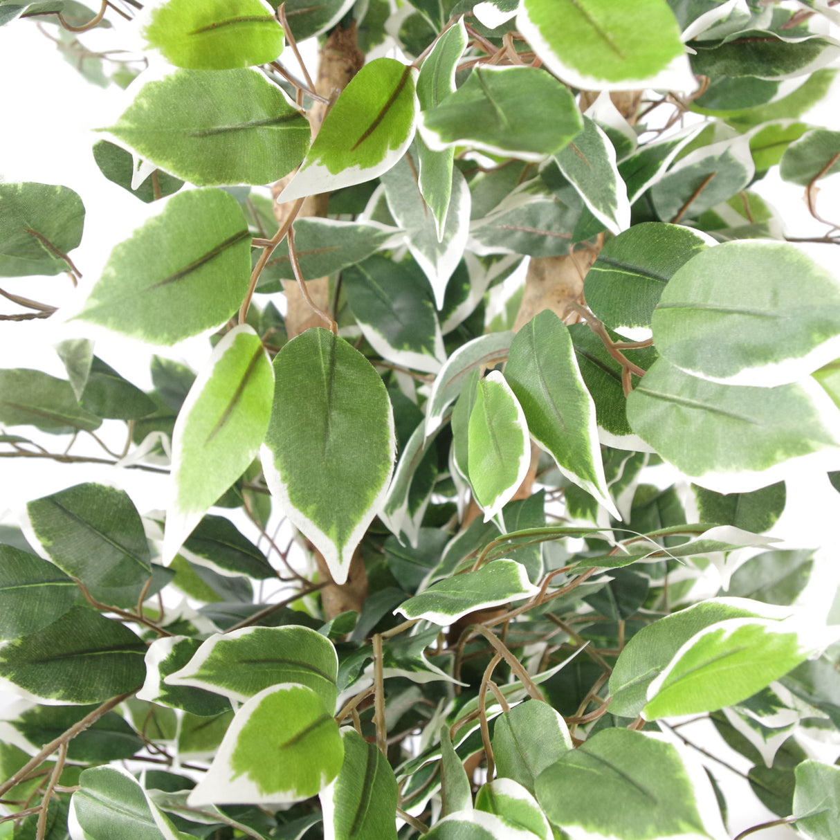 130cm Variegated White/Green Bushy Ficus Tree-2