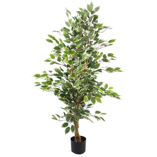 130cm Variegated White/Green Bushy Ficus Tree-0