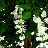 130cm Luxury Artificial Wisteria Tree White Flowers - Premium Range-2