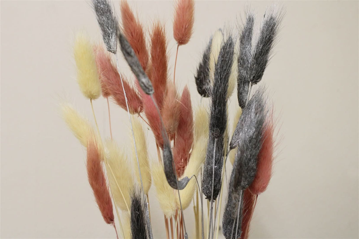 Dried Coloured Lagurus Bunch