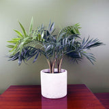 40cm Artificial Mini Tropical Palm in Decorative Planter