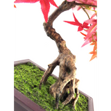 50cm Artificial Red Maple Bonsai Tree