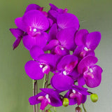 52cm Artificial Orchid Large Purple and Gold