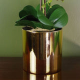 52cm Artificial Orchid Large - White / Gold