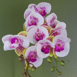 48cm Harlequin Orchid Artificial  - Pink with Gold Pot