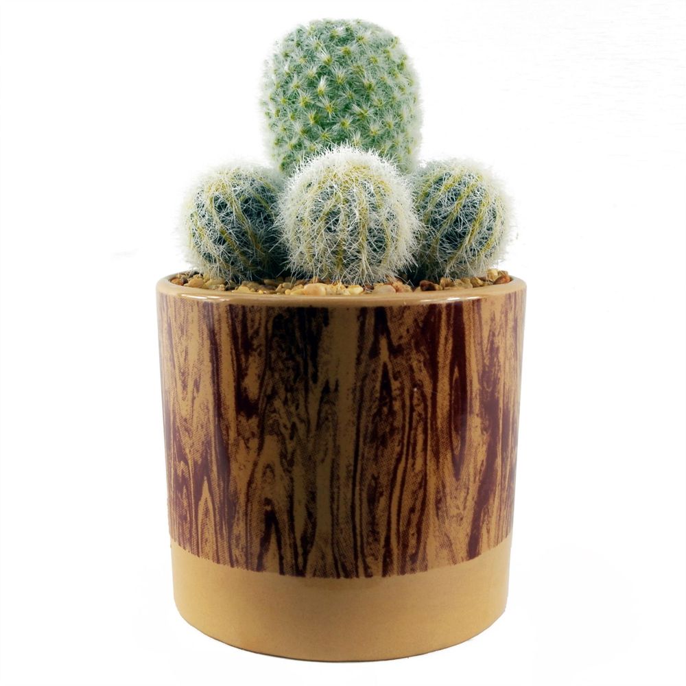 20cm Artificial Cactus Arrangement in Ceramic Planter