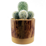 20cm Artificial Cactus Arrangement in Ceramic Planter